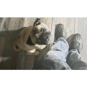 Lost Dog Pug
