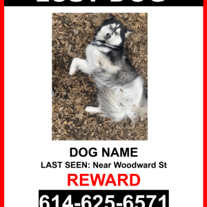 Lost Dog Dakota