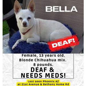 Lost Dog Bella