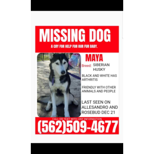 Lost Dog Maya