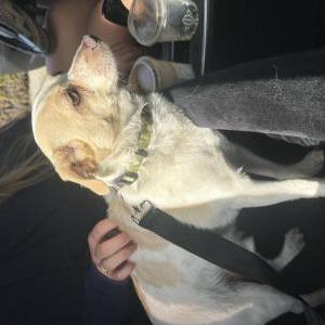 Found Dog Unknown