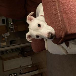 Image of Luna, Lost Dog