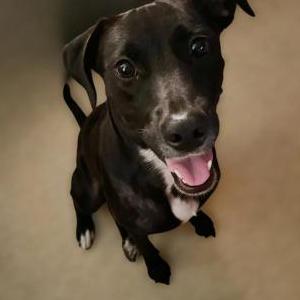 Lost Dog Margo