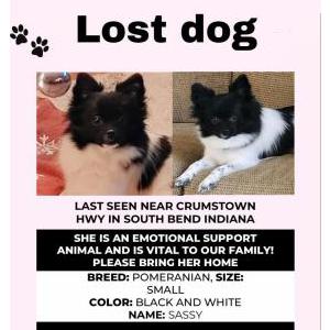 Lost Dog Sassy