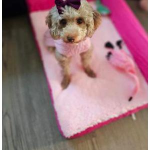 Lost Dog Lola