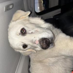 Found Dog Unknown