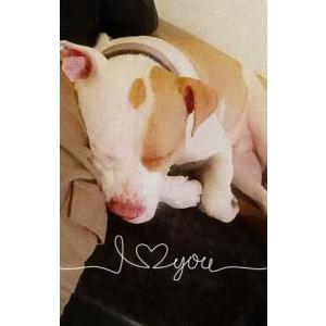 Lost Dog Prince Brooks