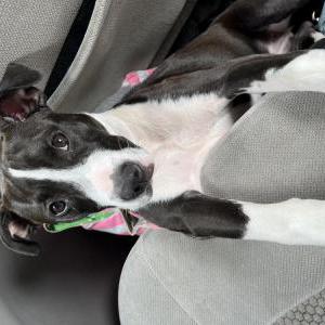 Lost Dog Pepper