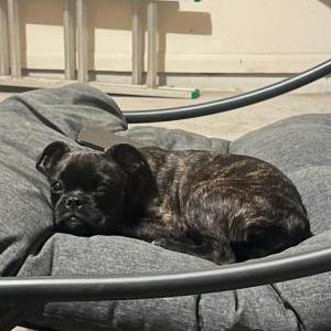 Lost Dog Meila