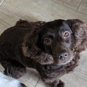 Lost Dog Belle