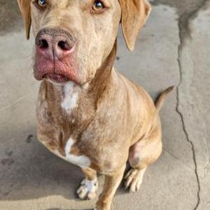 Lost Dog Turbo