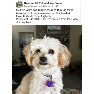 Image of Ginger, Lost Dog