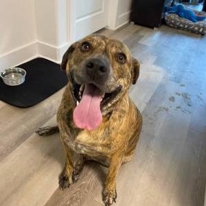 Lost Dog Kira
