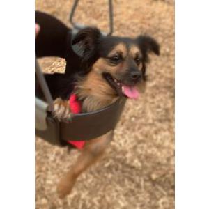 Image of Shelly, Lost Dog