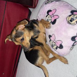Lost Dog Minnie