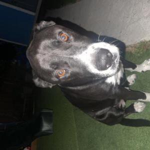 Image of Rocky, Lost Dog