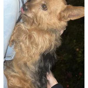 Found Dog Unknown
