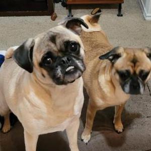 Lost Dog Bexley