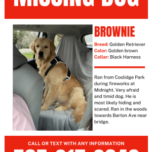 Image of Brownie, Lost Dog
