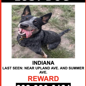 Image of Indiana, Lost Dog
