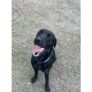 Lost Dog Maverick
