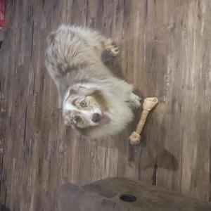 Image of Bochy, Lost Dog