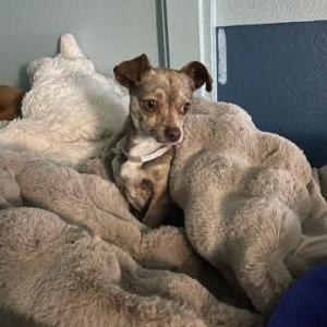 Image of Pacman, Lost Dog