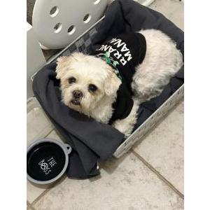 Found Dog Unknown