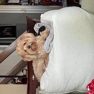 Lost Dog Tuli
