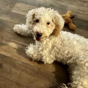 Image of Benji, Lost Dog