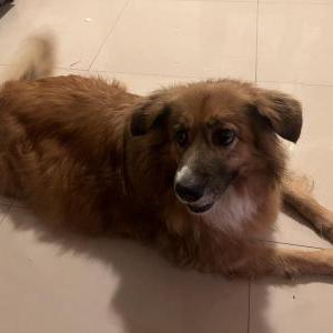 Lost Dog Chance