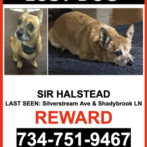 Lost Dog Sir Halstead