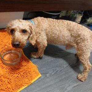 Lost Dog Prince