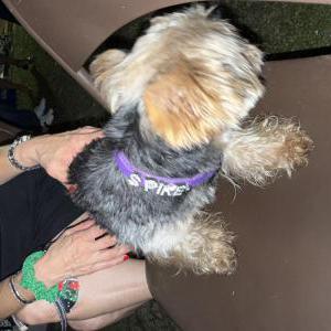 Found Dog Spyke