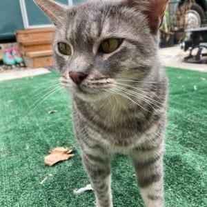 Image of Sissy boy, Lost Cat