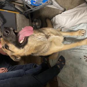 Found Dog Unknown
