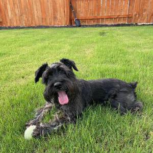 Image of Harry, Lost Dog