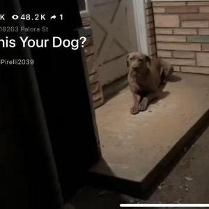 Lost Dog Unknown
