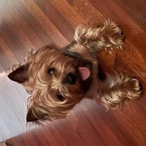Image of Jay Jay, Lost Dog