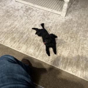 Image of Gizmo, Lost Dog