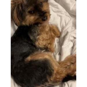 Lost Dog Lola