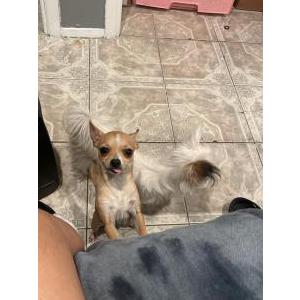 Image of Gordo, Lost Dog