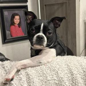 Image of Bella, Lost Dog