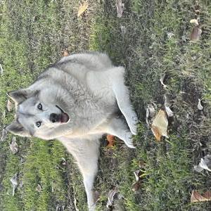 Lost Dog Wolfee