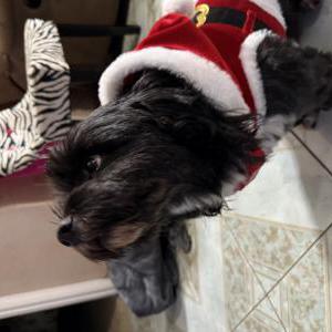 Image of Osito, Lost Dog