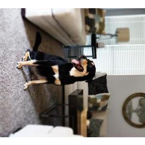Lost Dog Asha