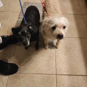 Image of 2 Little Dogs, Found Dog