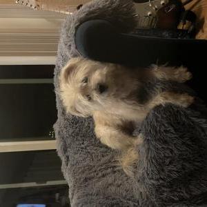 Lost Dog Bonk