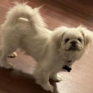 Lost Dog Miko