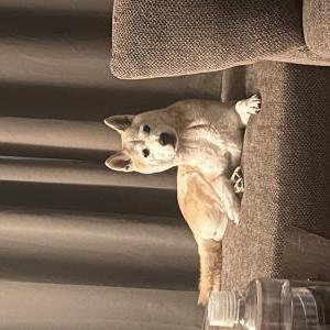 Lost Dog Yoshi